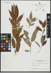 Foto von Salix rigida Muhl.